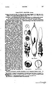 Attēlu rezultāti vaicājumam “Lycogala botrydium young”