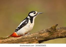 Attēlu rezultāti vaicājumam “Dendrocopos major”