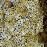 Attēlu rezultāti vaicājumam “Arthonia leucopellaea”