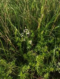 Attēlu rezultāti vaicājumam “Galium album”