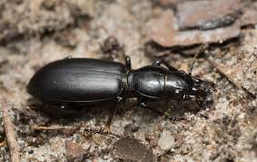 Attēlu rezultāti vaicājumam “Broscus cephalotes”