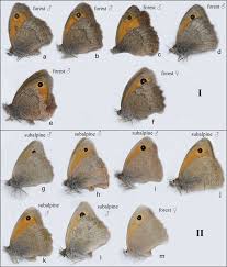 Attēlu rezultāti vaicājumam “Hyponephele lycaon”