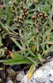 Attēlu rezultāti vaicājumam “Gnaphalium sylvaticum flower”