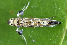 Attēlu rezultāti vaicājumam “Gracillaria syringella larva”