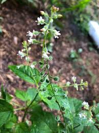 Attēlu rezultāti vaicājumam “Circaea lutetiana leaf”