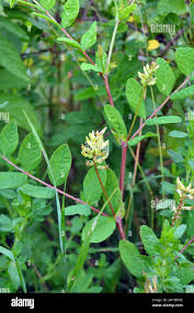 Attēlu rezultāti vaicājumam “Astragalus glycyphyllos”