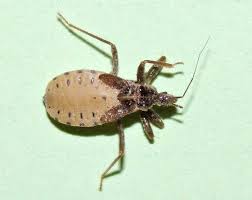 Attēlu rezultāti vaicājumam “Reduvius personatus”