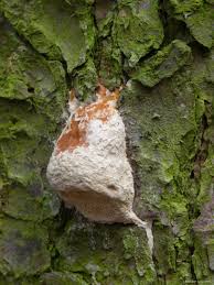 Attēlu rezultāti vaicājumam “Postia leucomallella”