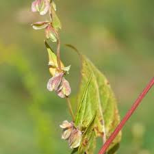 Attēlu rezultāti vaicājumam “Fallopia dumetorum leaf”