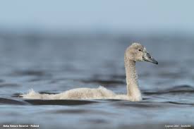 Attēlu rezultāti vaicājumam “Cygnus olor juvenile”