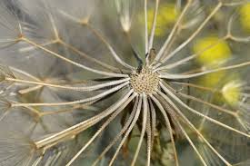Attēlu rezultāti vaicājumam “Tragopogon heterospermus leaf”