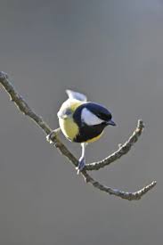 Attēlu rezultāti vaicājumam “Parus major”