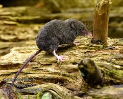 Attēlu rezultāti vaicājumam “Sorex sp.”