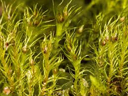 Attēlu rezultāti vaicājumam “Dicranella varia”