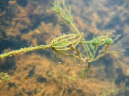 Attēlu rezultāti vaicājumam “Chara hispida”