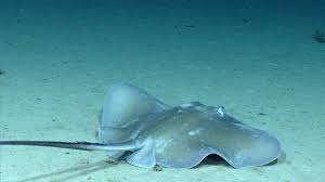 Image result for Dasyatis chrysonota