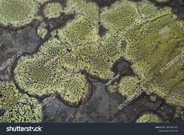 Attēlu rezultāti vaicājumam “Rhizocarpon geographicum”