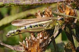 Attēlu rezultāti vaicājumam “Stethophyma grossum”