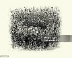 Attēlu rezultāti vaicājumam “Crex crex eggs”