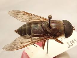 Attēlu rezultāti vaicājumam “Tabanidae”