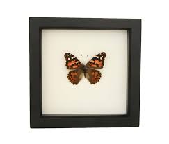 Attēlu rezultāti vaicājumam “Vanessa cardui underside”