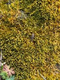 Attēlu rezultāti vaicājumam “Hypnum cupressiforme var. lacunosum”