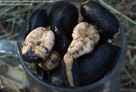 Attēlu rezultāti vaicājumam “Lathyrus tuberosus”