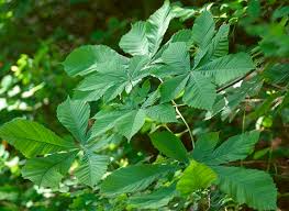 Attēlu rezultāti vaicājumam “Aesculus hippocastanum leaf”