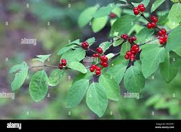 Attēlu rezultāti vaicājumam “Lonicera xylosteum leaf”