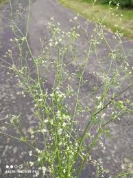 Attēlu rezultāti vaicājumam “Stemonitopsis amoena”