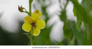 Attēlu rezultāti vaicājumam “Verbascum blattaria leaf”