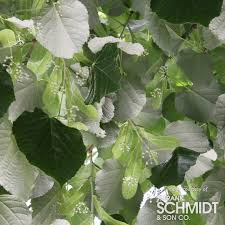 Attēlu rezultāti vaicājumam “Tilia tomentosa”