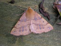 Attēlu rezultāti vaicājumam “Colotois pennaria”