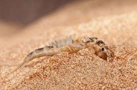 Attēlu rezultāti vaicājumam “Ephemera sp.”