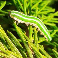 Attēlu rezultāti vaicājumam “Gilpinia”