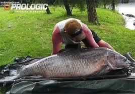 Image result for Mylopharyngodon piceus