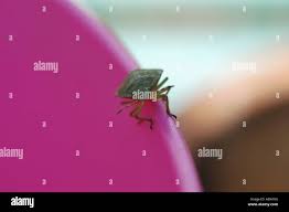 Attēlu rezultāti vaicājumam “Heteroptera”