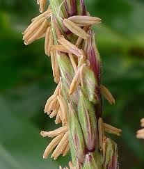 Attēlu rezultāti vaicājumam “Zea mays female flower”