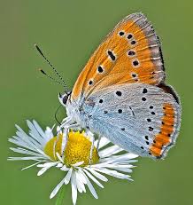 Attēlu rezultāti vaicājumam “Lycaena dispar male”