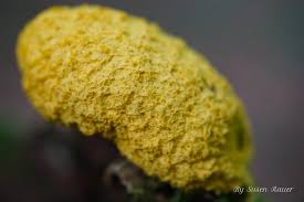 Attēlu rezultāti vaicājumam “Fuligo septica var. septica macro”