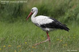 Attēlu rezultāti vaicājumam “Ciconia ciconia”