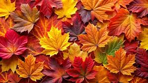 Bildergebnis für Fall…