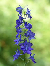 Image result for Consolida ajacis oder Consolida regalis