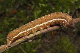 Attēlu rezultāti vaicājumam “Agrochola helvola”