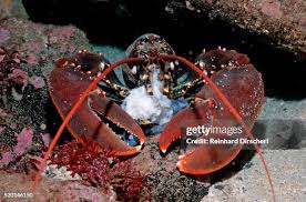 Image result for Homarus americanus