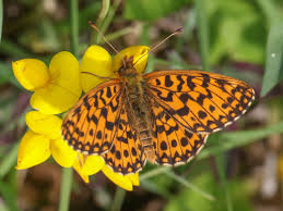 Attēlu rezultāti vaicājumam “Boloria dia upperside”
