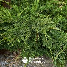 Attēlu rezultāti vaicājumam “Juniperus sabina”