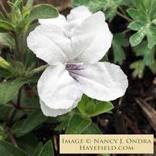 Attēlu rezultāti vaicājumam “Betula humilis male flower”