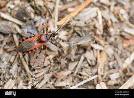 Attēlu rezultāti vaicājumam “Rhynocoris annulatus imago”