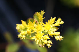 Attēlu rezultāti vaicājumam “Sedum aizoon”